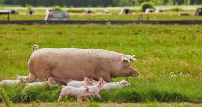 Vets to deliver ASF contingency planning workshops